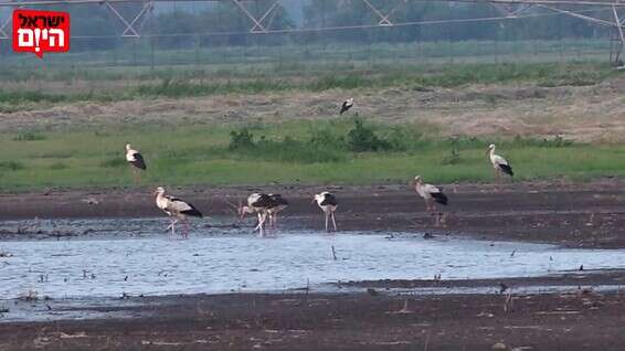 החסידות סיימו נדידה והגיעו אל האגמון // צילום מסך